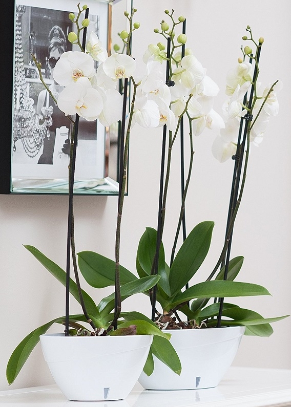 Samozavlažovací truhlík CALIPSO - bílá/bílá