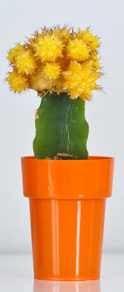 Květinový obal KAKTUS pr.60 mm oranžový