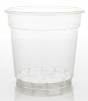 orchid_pesteb_transparent