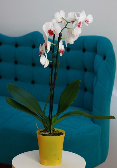 Obal na květináč ORCHIDEA - transparentní žlutá