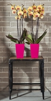 Obal FINEZIA - fuksia