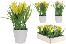 Narcis v keram. květináči