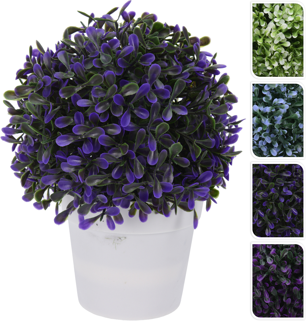 Buxus v květináči barevný nízký