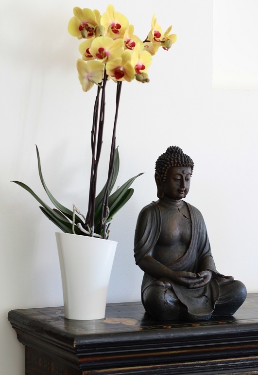 Obal na orchidej VENUS - bílá