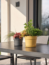 31527024-BLOOM-005-ASH-272-OCHRE-AMB