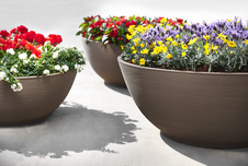 37476080-SAHARA-306 dot sand-2